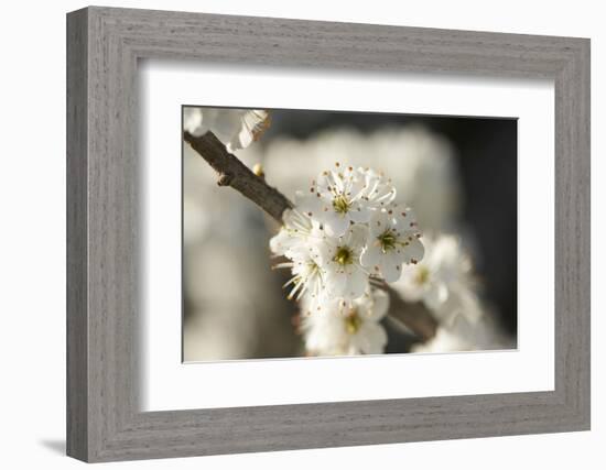 Blackthorn, Prunus Spinosa, Blossoms, Close Up-David & Micha Sheldon-Framed Photographic Print