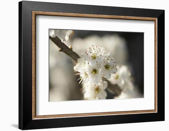 Blackthorn, Prunus Spinosa, Blossoms, Close Up-David & Micha Sheldon-Framed Photographic Print