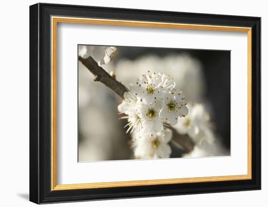 Blackthorn, Prunus Spinosa, Blossoms, Close Up-David & Micha Sheldon-Framed Photographic Print