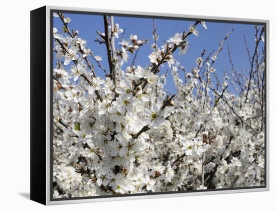 Blackthorn (Prunus Spinosa) in Full Flower, Cornwall, England, United Kingdom, Europe-Nick Upton-Framed Premier Image Canvas