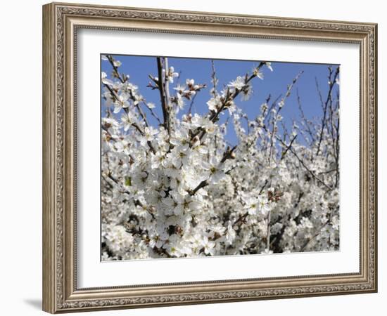 Blackthorn (Prunus Spinosa) in Full Flower, Cornwall, England, United Kingdom, Europe-Nick Upton-Framed Photographic Print