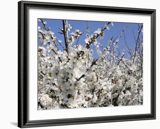 Blackthorn (Prunus Spinosa) in Full Flower, Cornwall, England, United Kingdom, Europe-Nick Upton-Framed Photographic Print