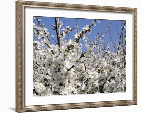 Blackthorn (Prunus Spinosa) in Full Flower, Cornwall, England, United Kingdom, Europe-Nick Upton-Framed Photographic Print