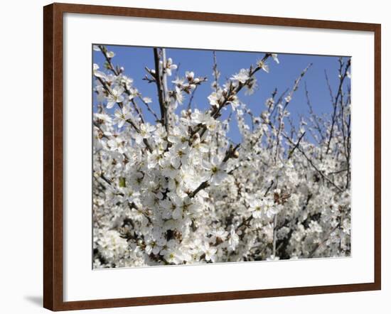 Blackthorn (Prunus Spinosa) in Full Flower, Cornwall, England, United Kingdom, Europe-Nick Upton-Framed Photographic Print