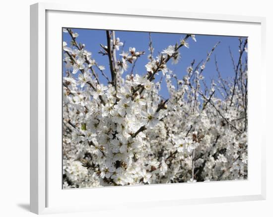 Blackthorn (Prunus Spinosa) in Full Flower, Cornwall, England, United Kingdom, Europe-Nick Upton-Framed Photographic Print