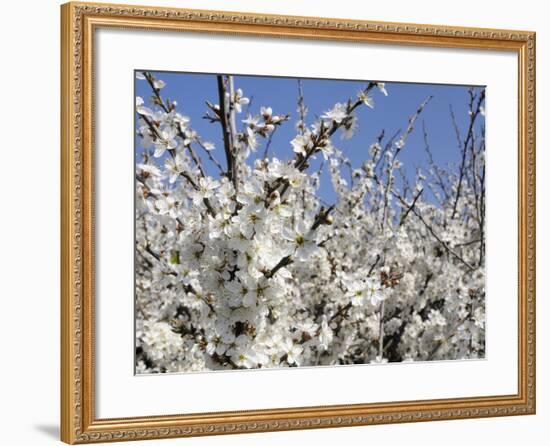 Blackthorn (Prunus Spinosa) in Full Flower, Cornwall, England, United Kingdom, Europe-Nick Upton-Framed Photographic Print