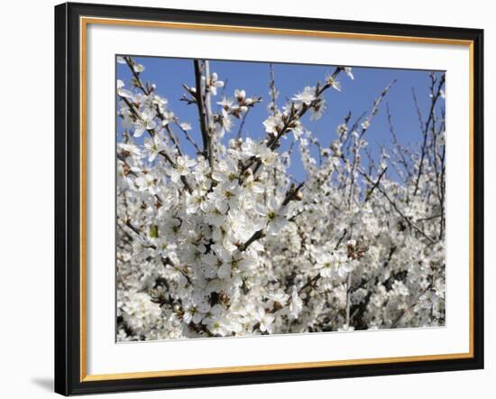 Blackthorn (Prunus Spinosa) in Full Flower, Cornwall, England, United Kingdom, Europe-Nick Upton-Framed Photographic Print