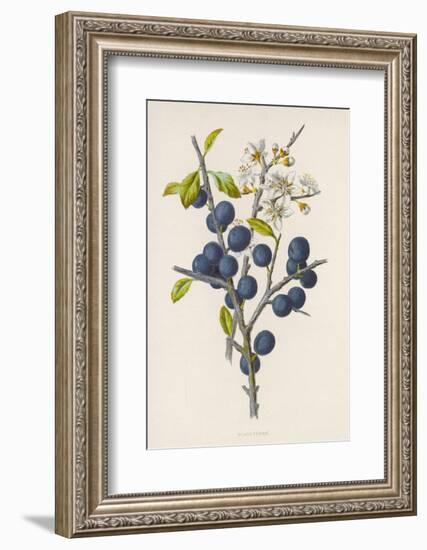 Blackthorn-F. Edward Hulme-Framed Photographic Print