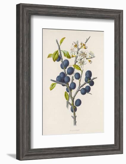 Blackthorn-F. Edward Hulme-Framed Photographic Print