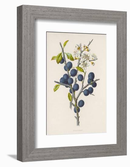 Blackthorn-F. Edward Hulme-Framed Photographic Print