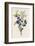 Blackthorn-F. Edward Hulme-Framed Photographic Print