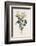 Blackthorn-F. Edward Hulme-Framed Photographic Print