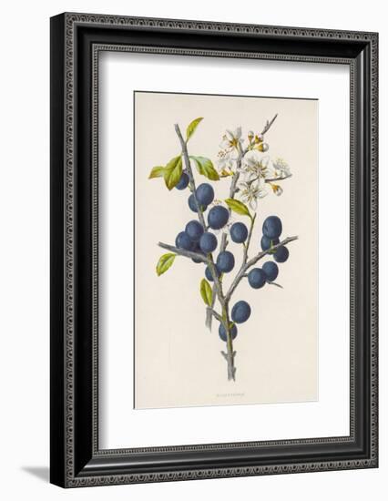 Blackthorn-F. Edward Hulme-Framed Photographic Print