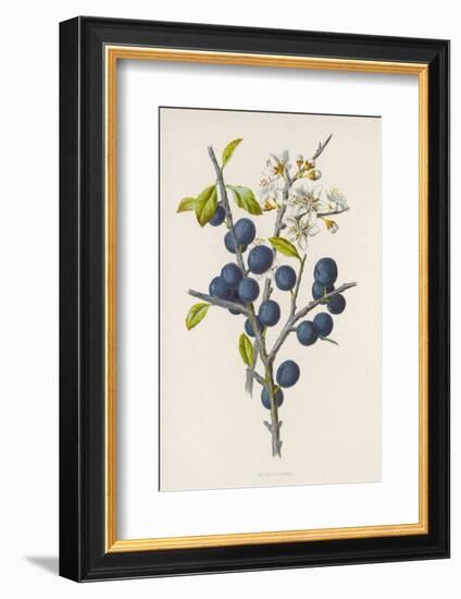 Blackthorn-F. Edward Hulme-Framed Photographic Print