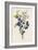 Blackthorn-F. Edward Hulme-Framed Photographic Print