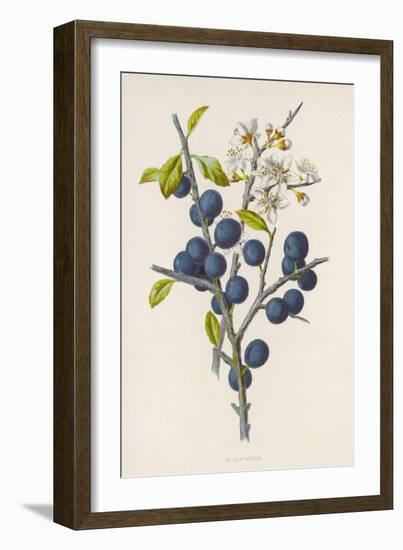 Blackthorn-F. Edward Hulme-Framed Photographic Print