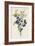 Blackthorn-F. Edward Hulme-Framed Photographic Print