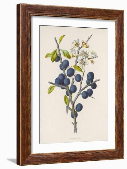 Blackthorn-F. Edward Hulme-Framed Photographic Print