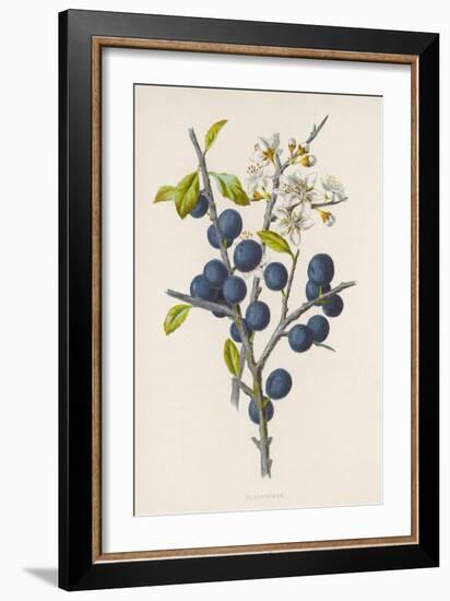 Blackthorn-F. Edward Hulme-Framed Photographic Print