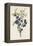 Blackthorn-F. Edward Hulme-Framed Premier Image Canvas