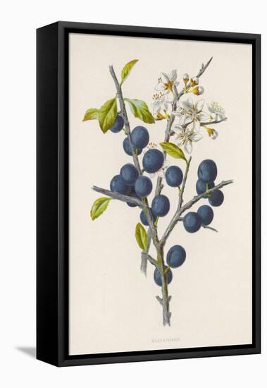 Blackthorn-F. Edward Hulme-Framed Premier Image Canvas