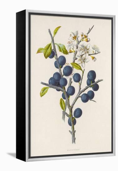 Blackthorn-F. Edward Hulme-Framed Premier Image Canvas