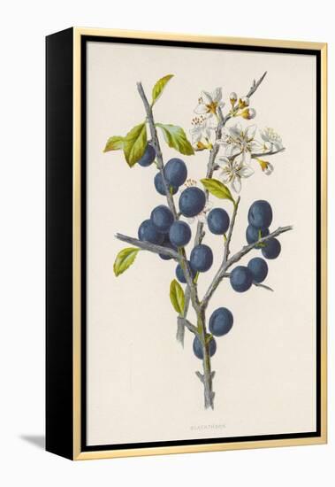 Blackthorn-F. Edward Hulme-Framed Premier Image Canvas