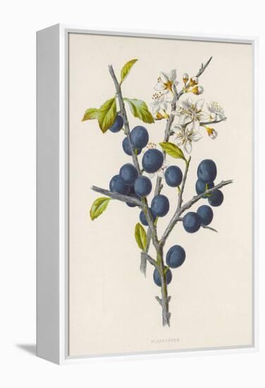 Blackthorn-F. Edward Hulme-Framed Premier Image Canvas