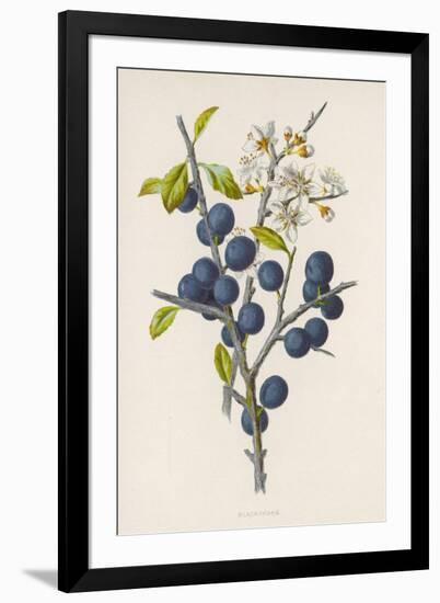 Blackthorn-F. Edward Hulme-Framed Photographic Print