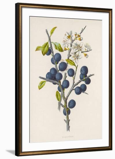 Blackthorn-F. Edward Hulme-Framed Photographic Print