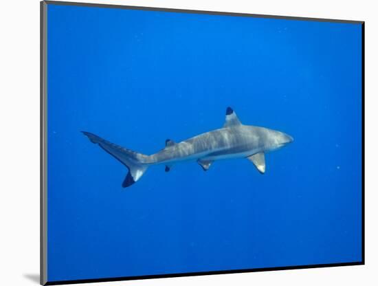 Blacktip Reef Shark in the Lagoon. Bora Bora. French Polynesia.-Tom Norring-Mounted Photographic Print