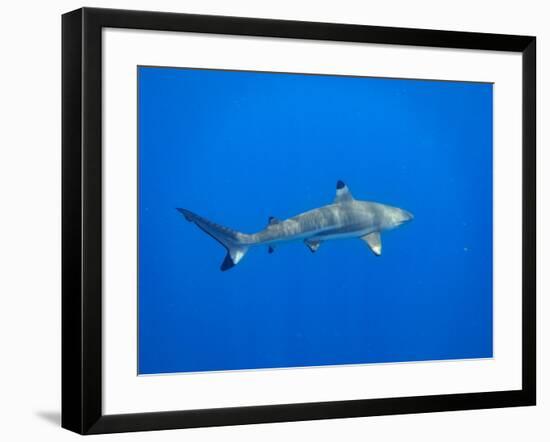 Blacktip Reef Shark in the Lagoon. Bora Bora. French Polynesia.-Tom Norring-Framed Photographic Print