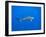 Blacktip Reef Shark in the Lagoon. Bora Bora. French Polynesia.-Tom Norring-Framed Photographic Print