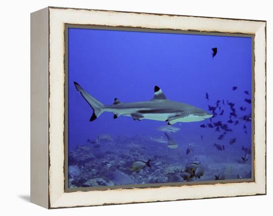 Blacktip Reef Shark Swimming Through Fish-null-Framed Premier Image Canvas