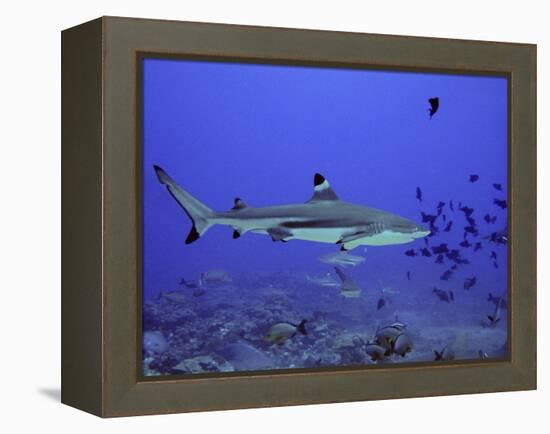 Blacktip Reef Shark Swimming Through Fish-null-Framed Premier Image Canvas