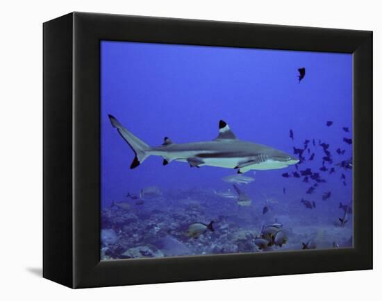 Blacktip Reef Shark Swimming Through Fish-null-Framed Premier Image Canvas