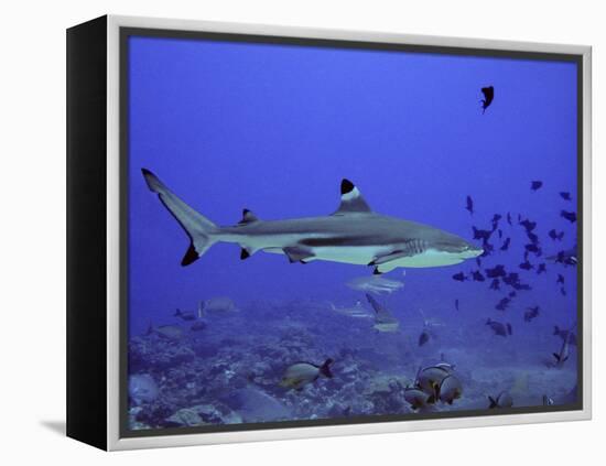 Blacktip Reef Shark Swimming Through Fish-null-Framed Premier Image Canvas