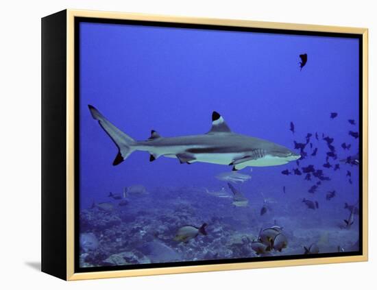 Blacktip Reef Shark Swimming Through Fish-null-Framed Premier Image Canvas