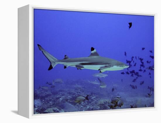 Blacktip Reef Shark Swimming Through Fish-null-Framed Premier Image Canvas