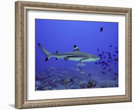 Blacktip Reef Shark Swimming Through Fish-null-Framed Photographic Print