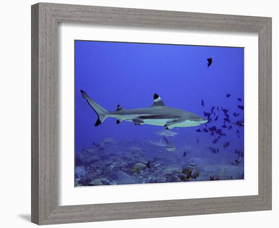 Blacktip Reef Shark Swimming Through Fish-null-Framed Photographic Print