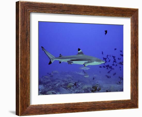 Blacktip Reef Shark Swimming Through Fish-null-Framed Photographic Print