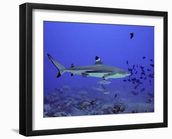 Blacktip Reef Shark Swimming Through Fish-null-Framed Photographic Print