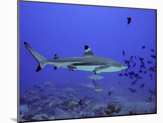 Blacktip Reef Shark Swimming Through Fish-null-Mounted Photographic Print