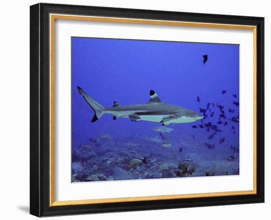 Blacktip Reef Shark Swimming Through Fish-null-Framed Photographic Print