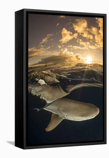 Blacktip reef shark swimming underwater, Yap, Micronesia-David Fleetham-Framed Premier Image Canvas