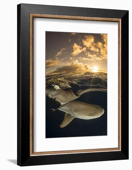 Blacktip reef shark swimming underwater, Yap, Micronesia-David Fleetham-Framed Photographic Print