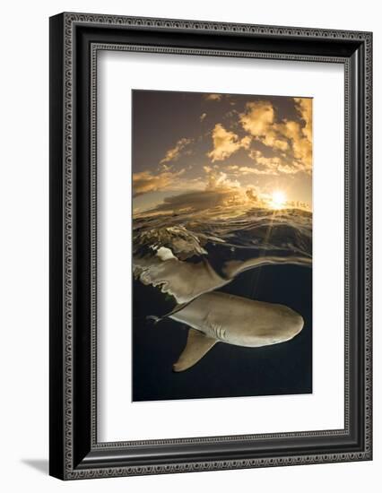 Blacktip reef shark swimming underwater, Yap, Micronesia-David Fleetham-Framed Photographic Print