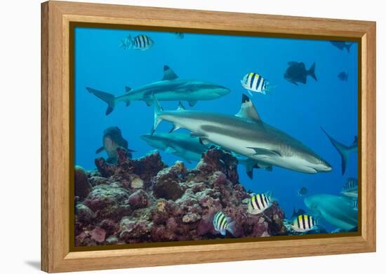 Blacktip reef sharks circling the reef surrounded by reef fish-David Fleetham-Framed Premier Image Canvas