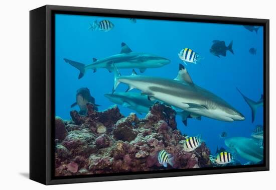 Blacktip reef sharks circling the reef surrounded by reef fish-David Fleetham-Framed Premier Image Canvas